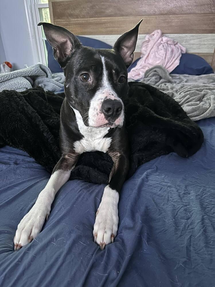 Enlarge Ophelia, a Adoptable mixed breed in Wendell, NC image 2/5