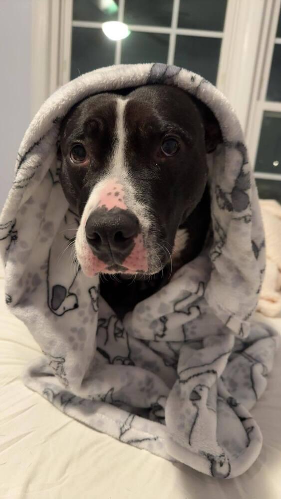 Enlarge Ophelia, a Adoptable mixed breed in Wendell, NC image 3/5