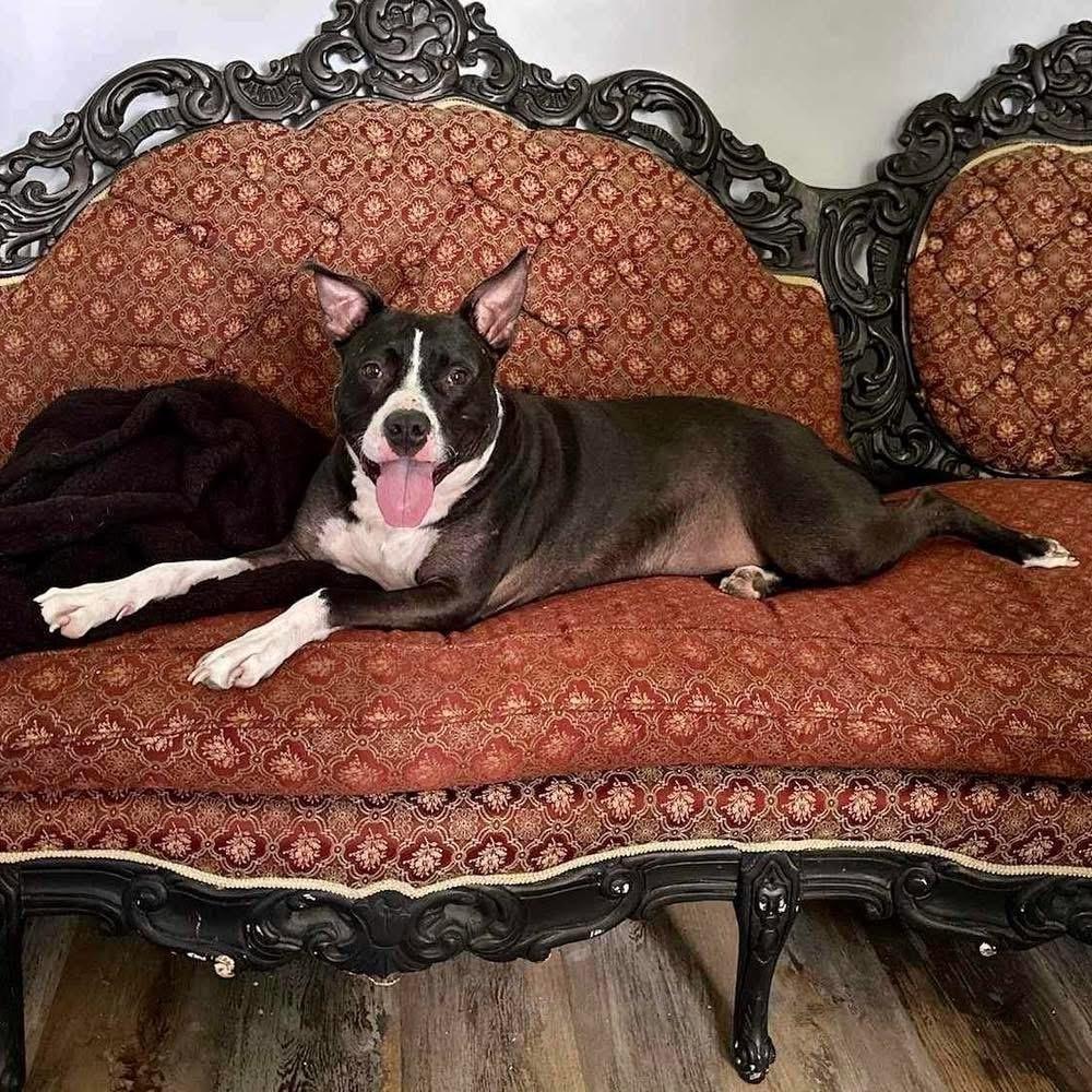 Enlarge Ophelia, a Adoptable mixed breed in Wendell, NC image 4/5