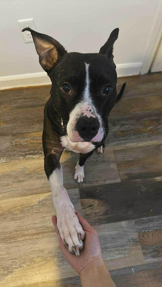 Enlarge Ophelia, a Adoptable mixed breed in Wendell, NC image 3/5