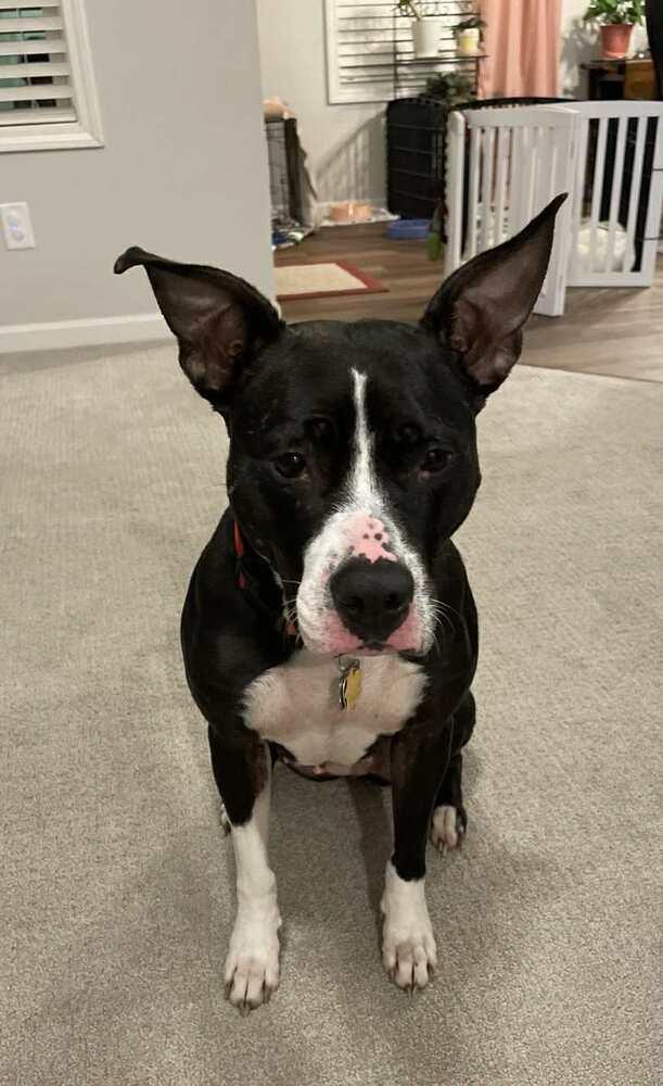 Enlarge Ophelia, a Adoptable mixed breed in Wendell, NC image 4/5