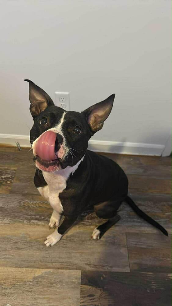 Enlarge Ophelia, a Adoptable mixed breed in Wendell, NC image 5/5