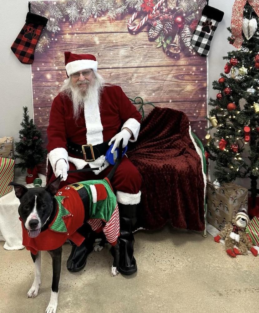 Enlarge Ophelia, a Adoptable mixed breed in Wendell, NC image 5/5