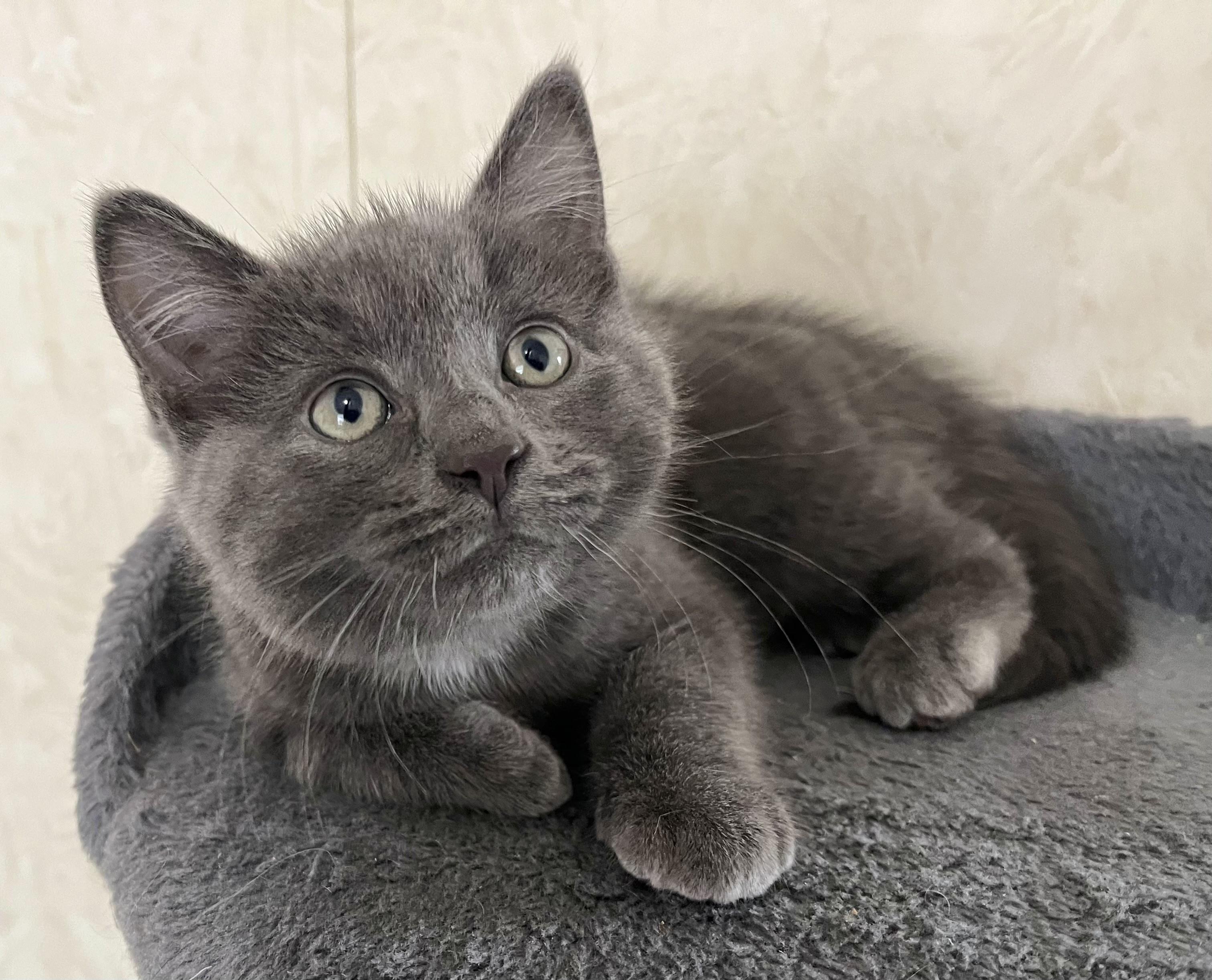 Biggie, an adopted mixed breed in Rocky Hill, CT image 1/5