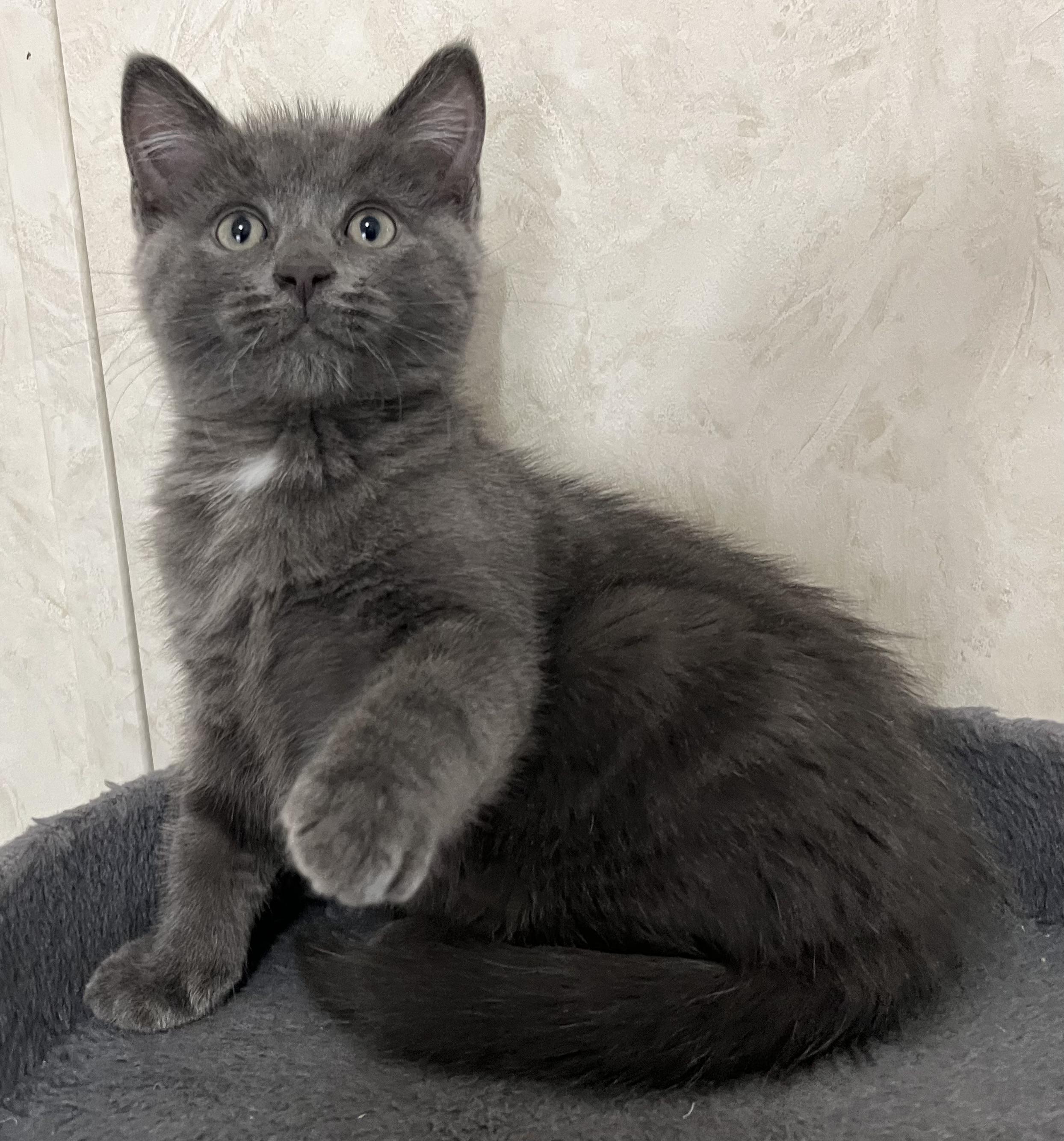 Biggie, an adopted mixed breed in Rocky Hill, CT image 2/5