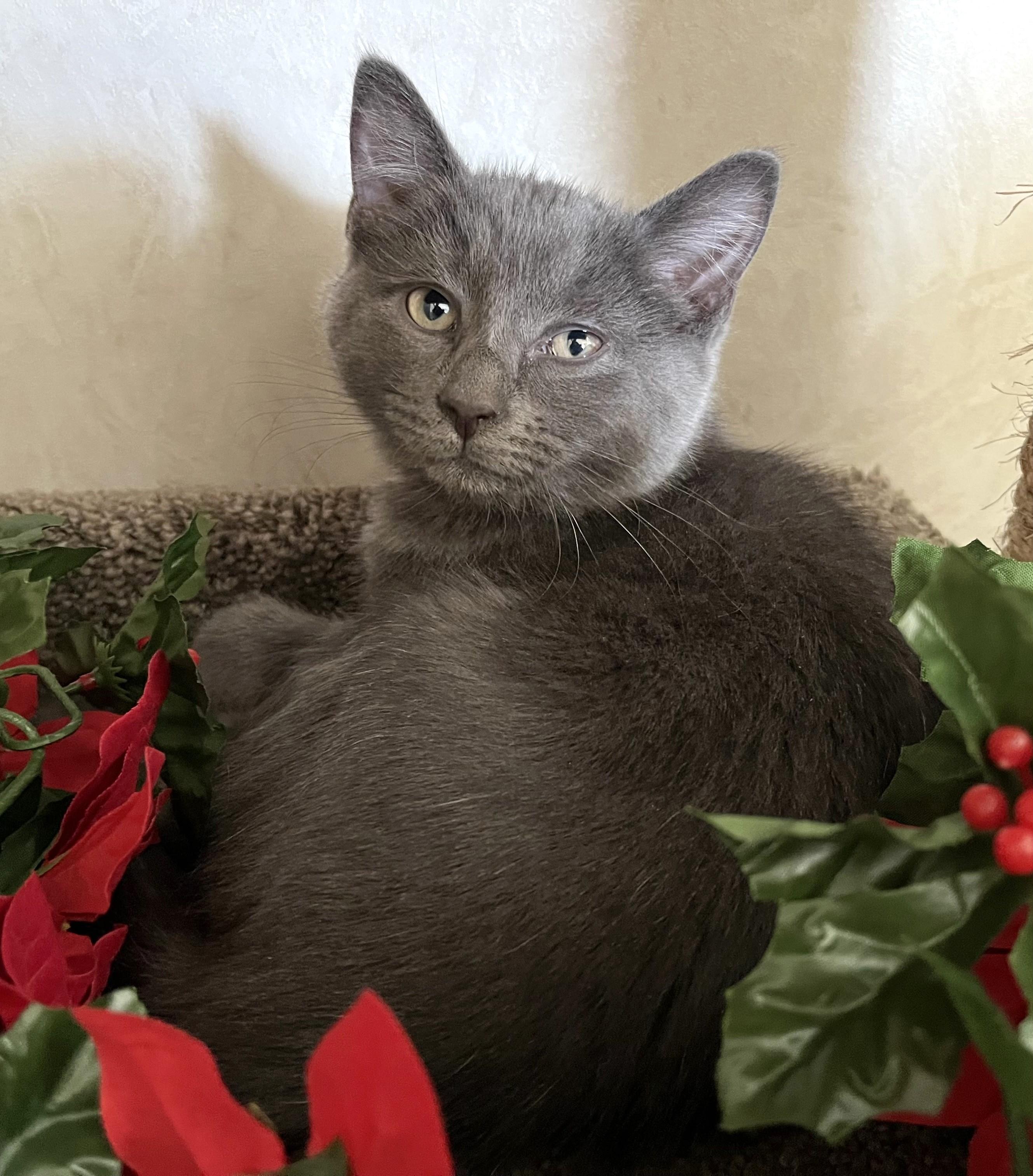 Biggie, an adopted mixed breed in Rocky Hill, CT image 3/5