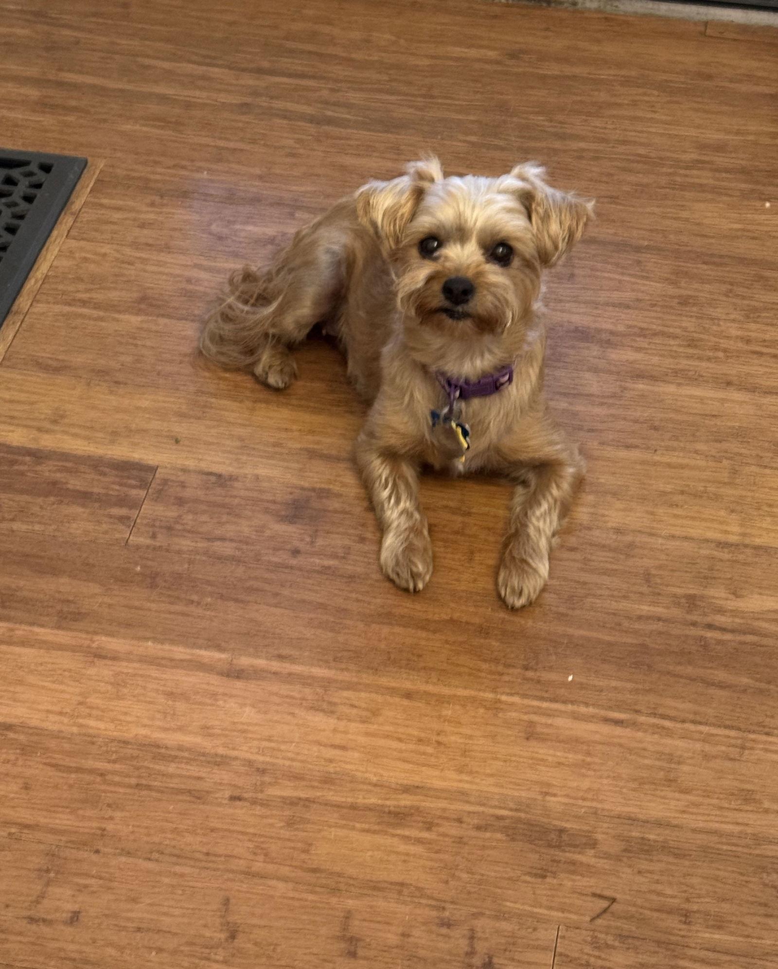 Lily Rose-OS, a Adopted mixed breed in Pataskala, OH image 1/3