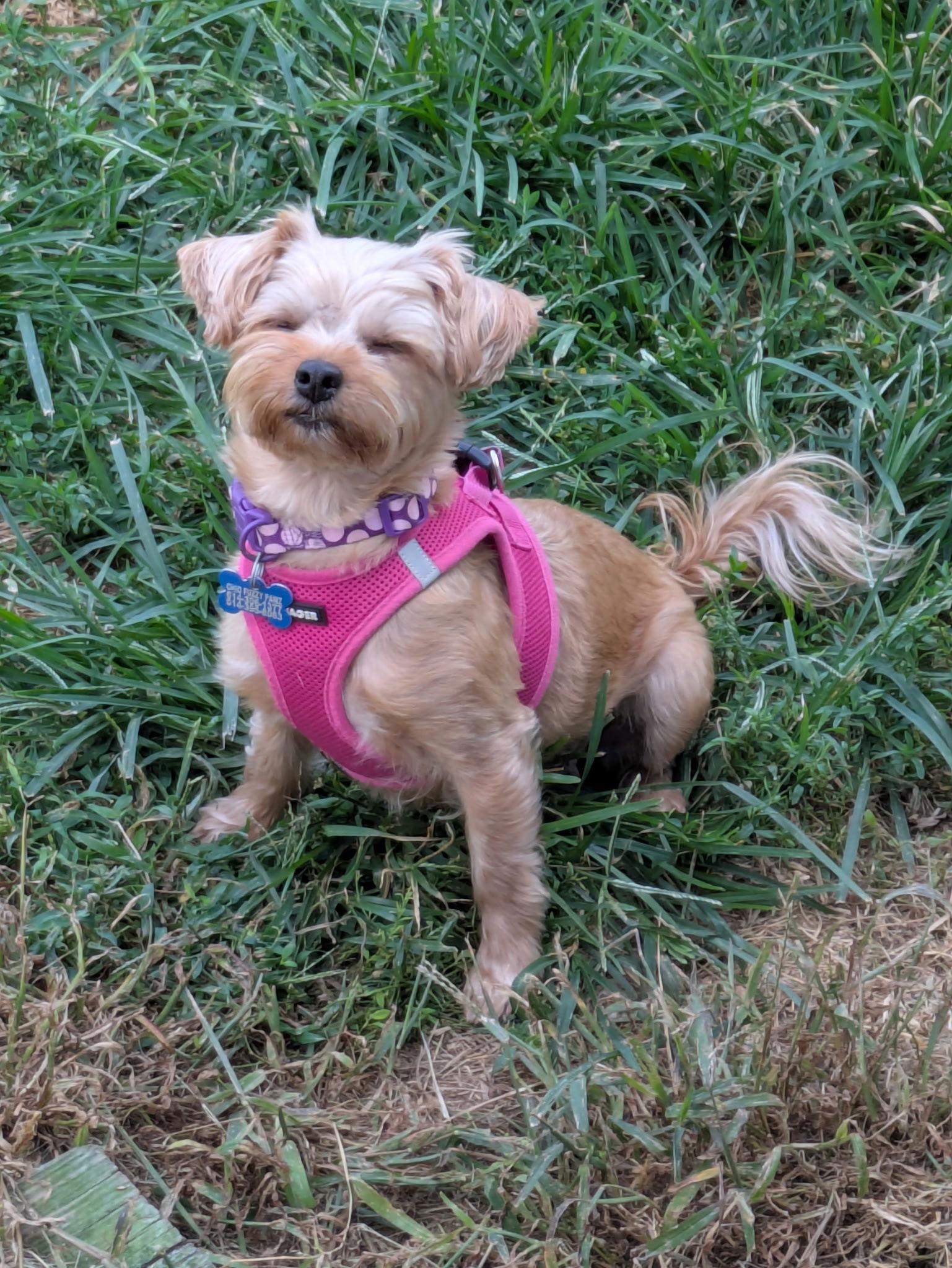 Lily Rose-OS, a Adopted mixed breed in Pataskala, OH image 2/3