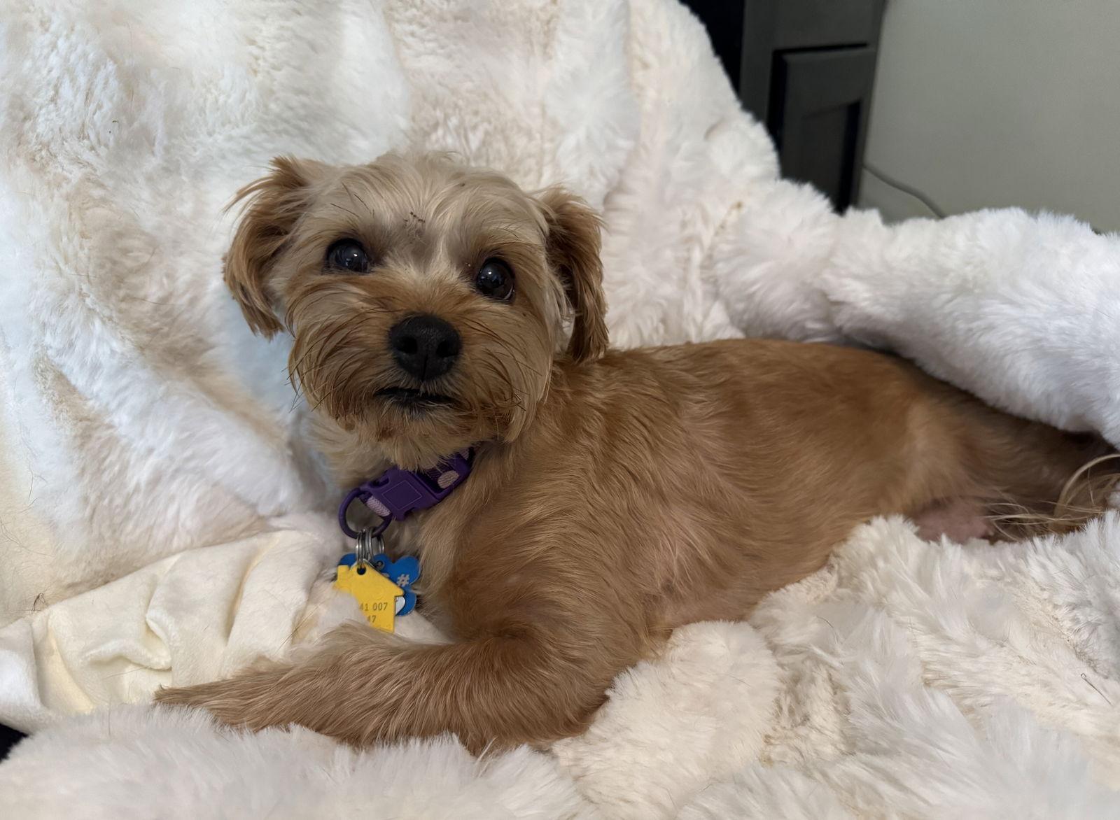 Lily Rose-OS, a Adopted mixed breed in Pataskala, OH image 3/3