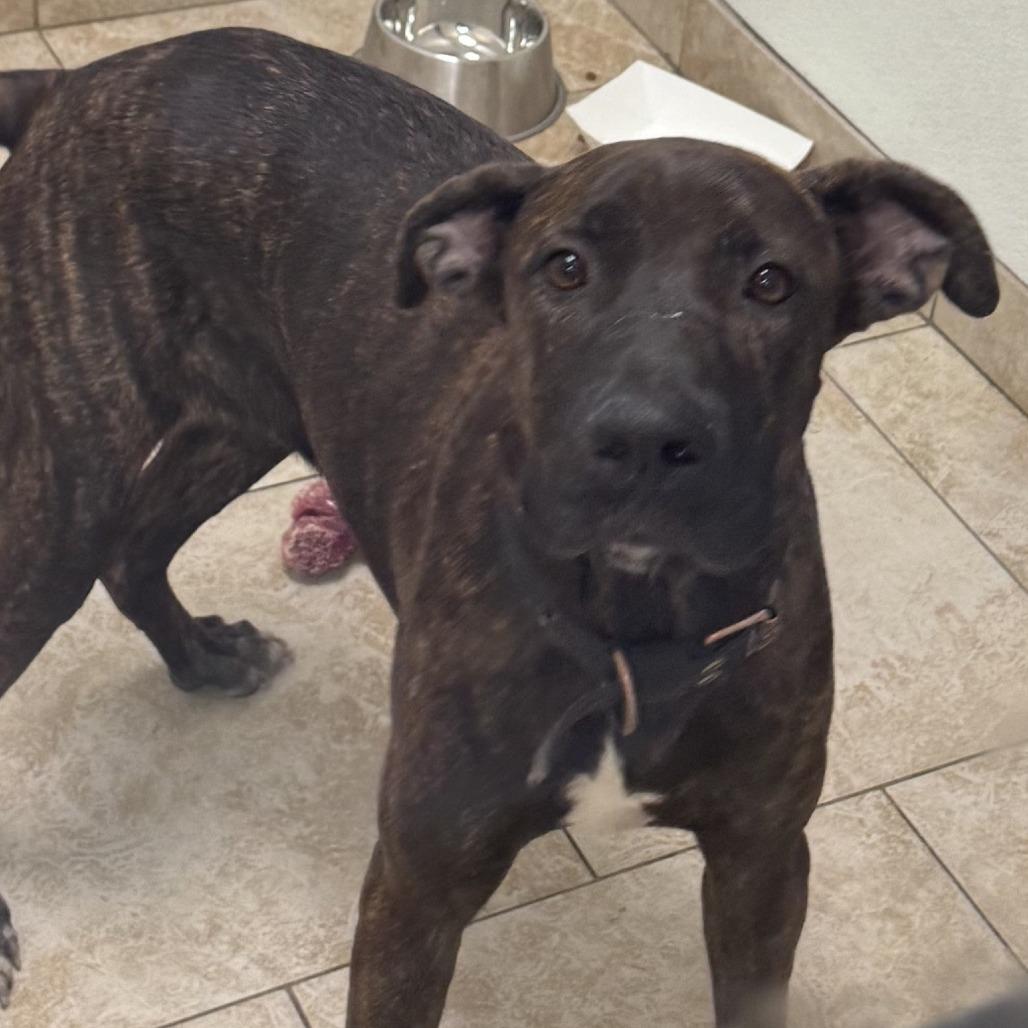 Muffin, Adoptable, Adult Female Labrador Retriever & Mixed Breed.