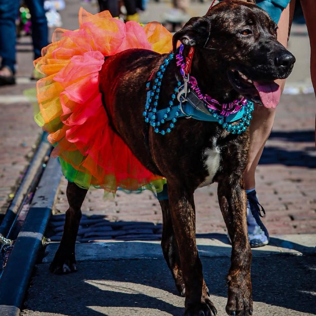 Muffin, a Adoptable mixed breed in Galveston, TX image 2/5