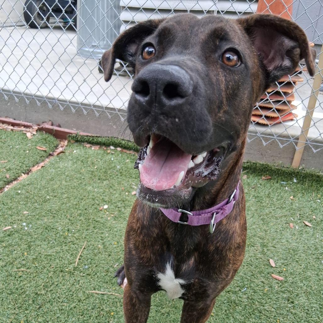 Enlarge Muffin, a Adoptable mixed breed in Galveston, TX image 2/5