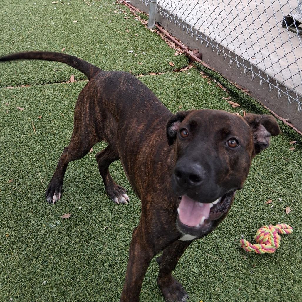 Enlarge Muffin, a Adoptable mixed breed in Galveston, TX image 3/5