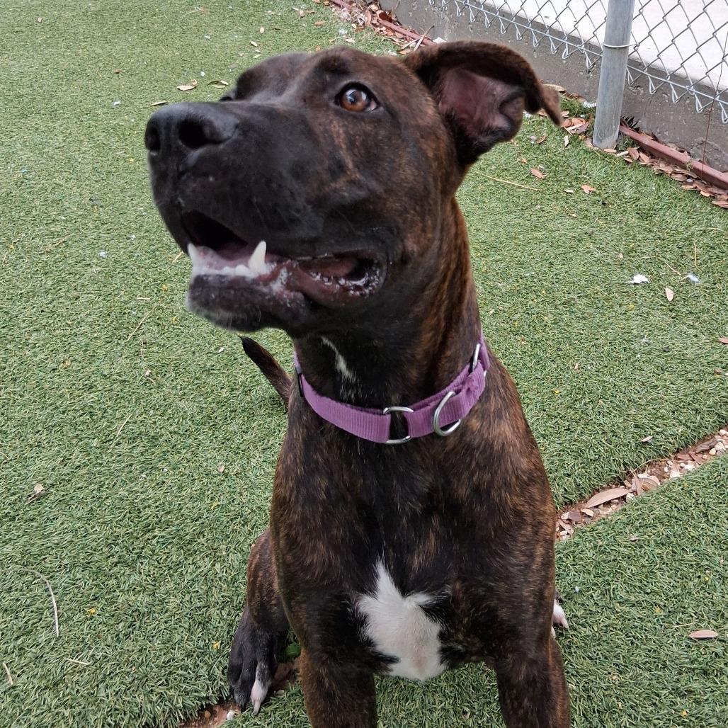 Enlarge Muffin, a Adoptable mixed breed in Galveston, TX image 4/5