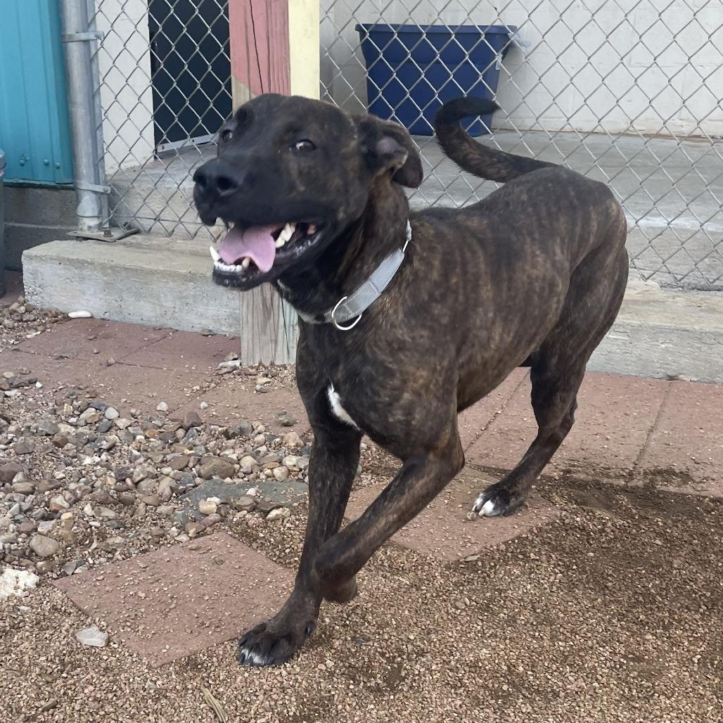 Enlarge Muffin, a Adoptable mixed breed in Galveston, TX image 5/5