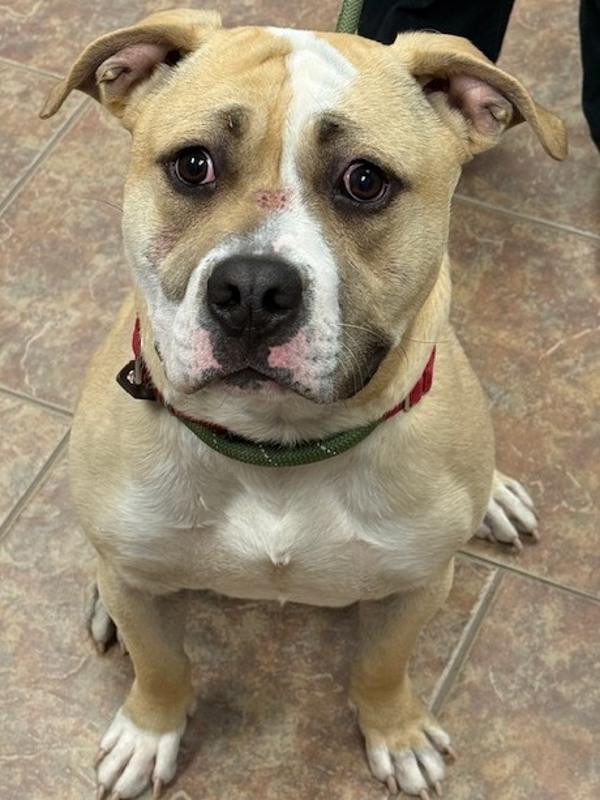 Honey Baked Ham, Adoptable, Young Male Pit Bull Terrier & American Bulldog.