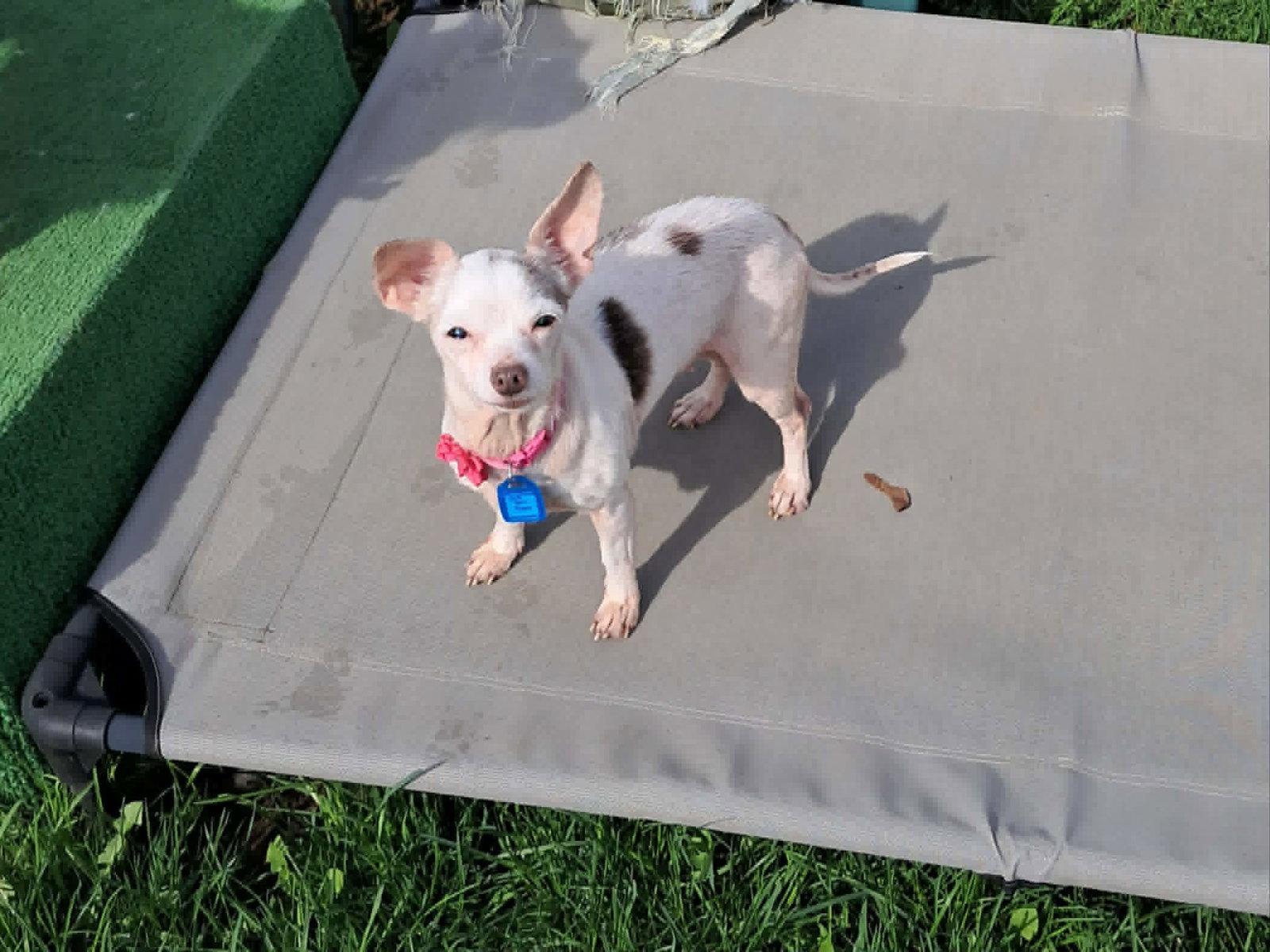 Winnie, Adoptable, Adult Female Chihuahua.