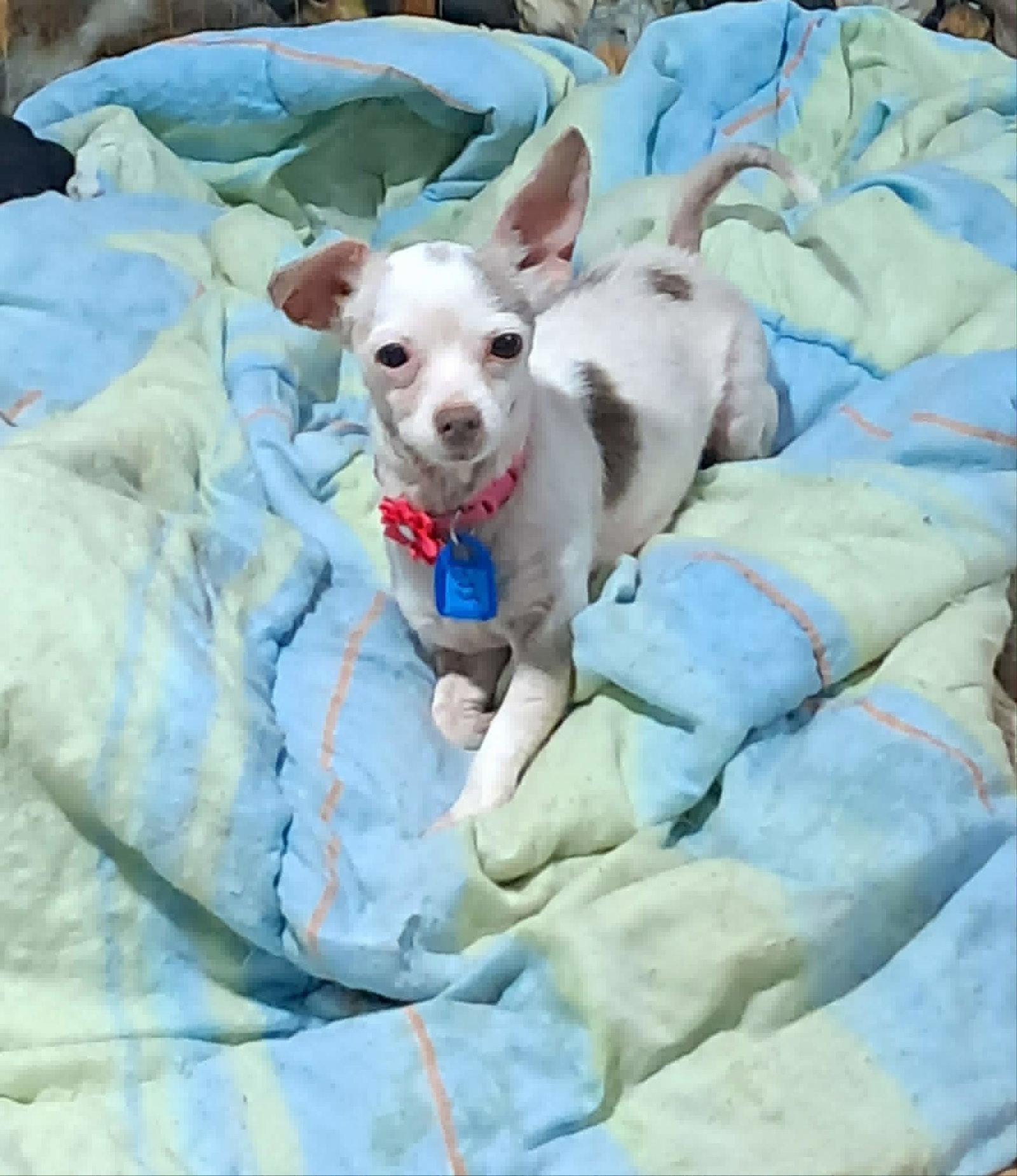 Enlarge Winnie, a Adoptable Chihuahua in Mukwonago, WI image 2/2