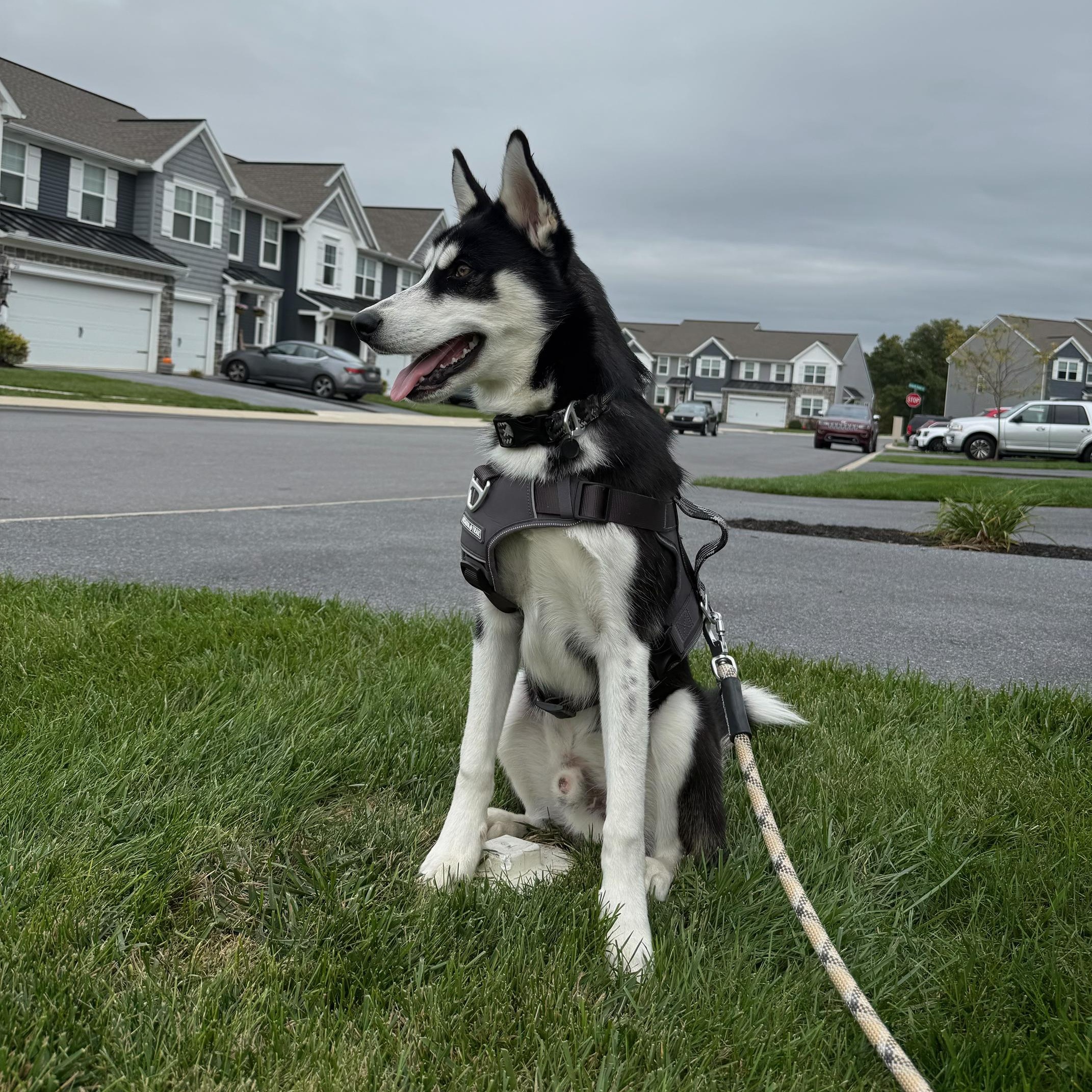 Captain, an adopted mixed breed in Myerstown, PA image 4/4