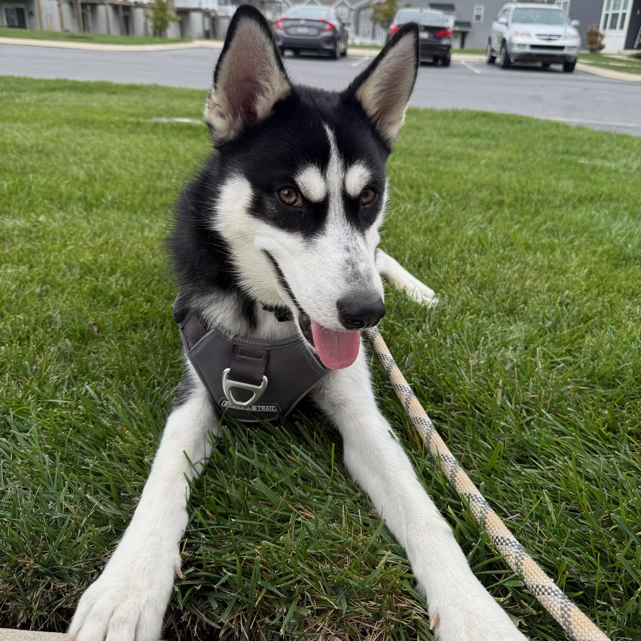 Captain, an adopted mixed breed in Myerstown, PA image 3/4