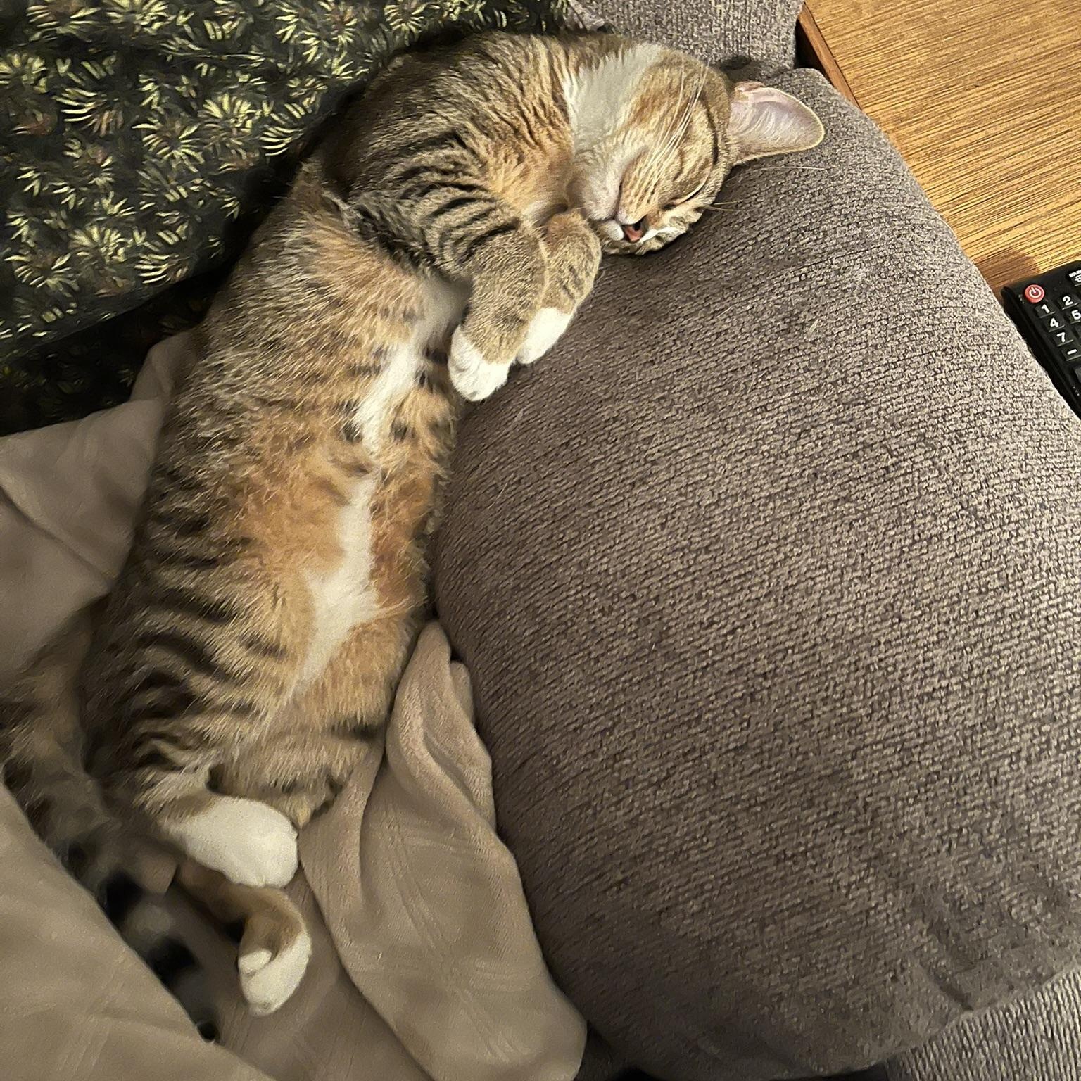 Enlarge Rigger, a Adoptable Domestic Short Hair in Tillamook, OR image 5/5