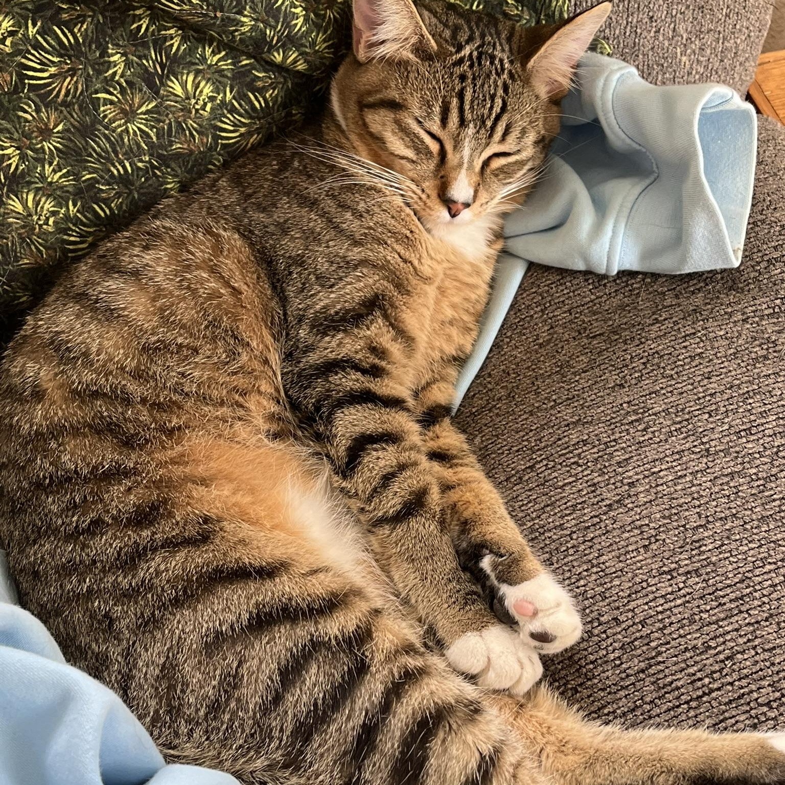 Enlarge Rigger, a Adoptable Domestic Short Hair in Tillamook, OR image 3/5