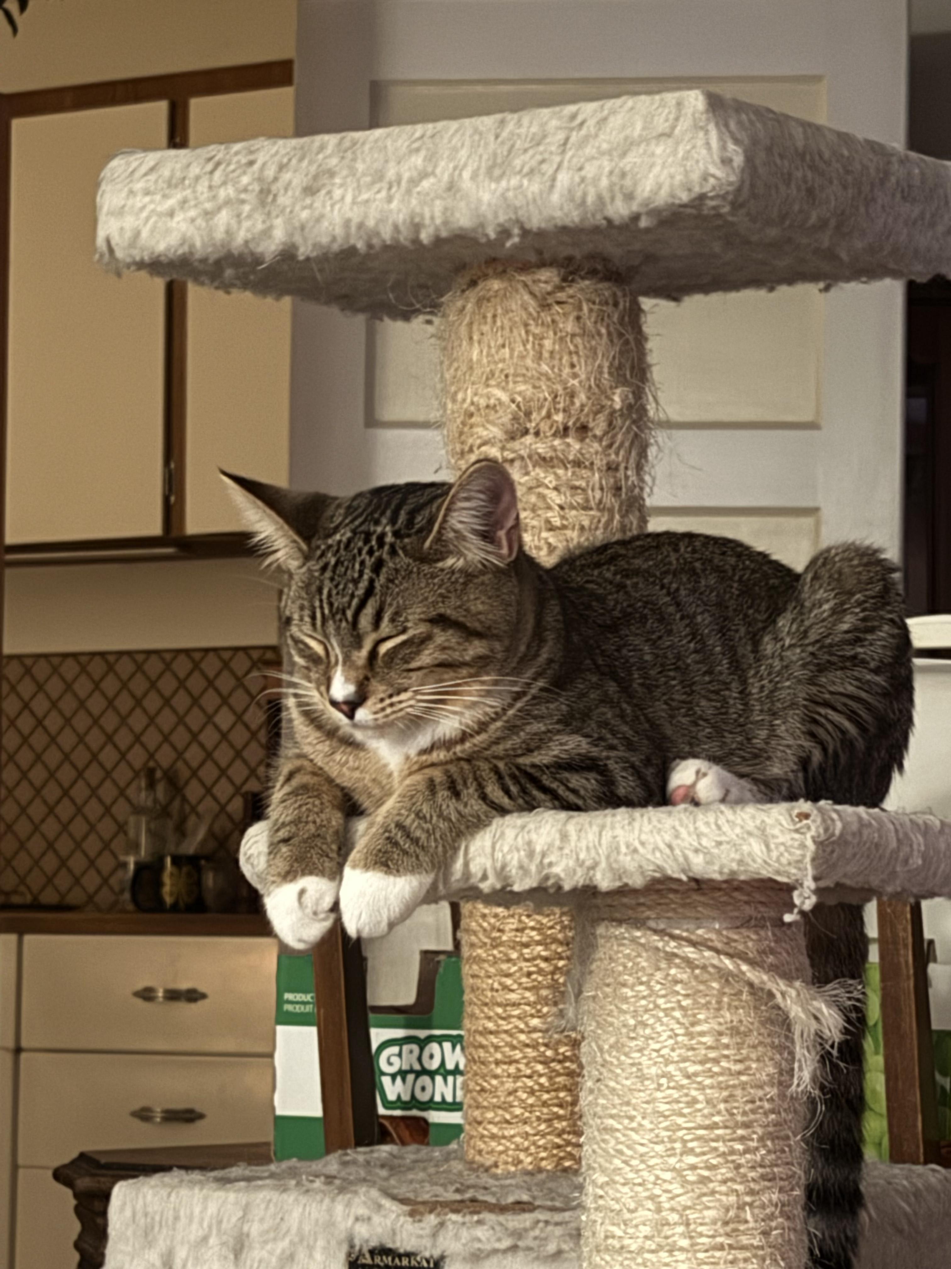 Enlarge Rigger, a Adoptable Domestic Short Hair in Tillamook, OR image 4/5