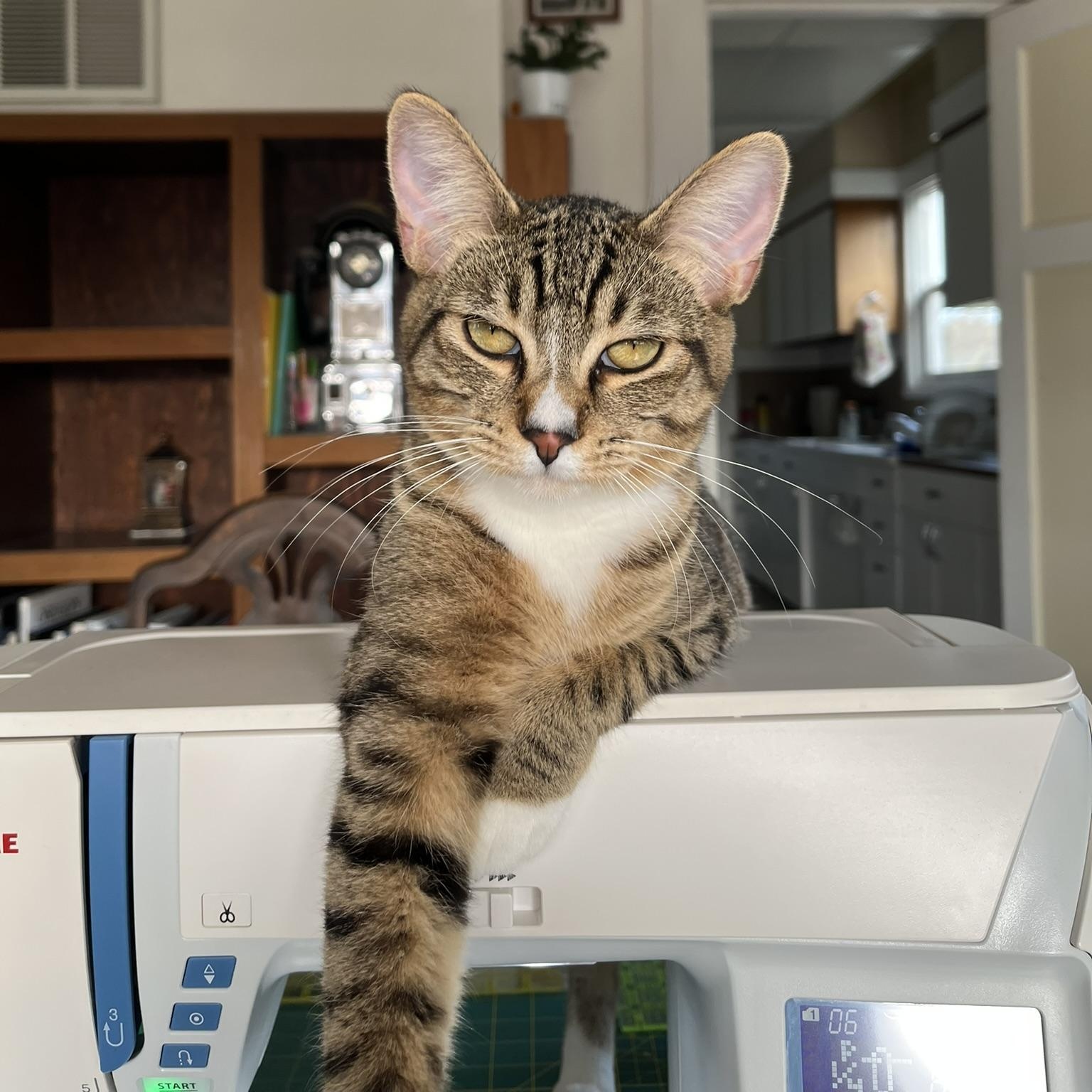 Rigger, Adoptable, Young Male Domestic Short Hair.