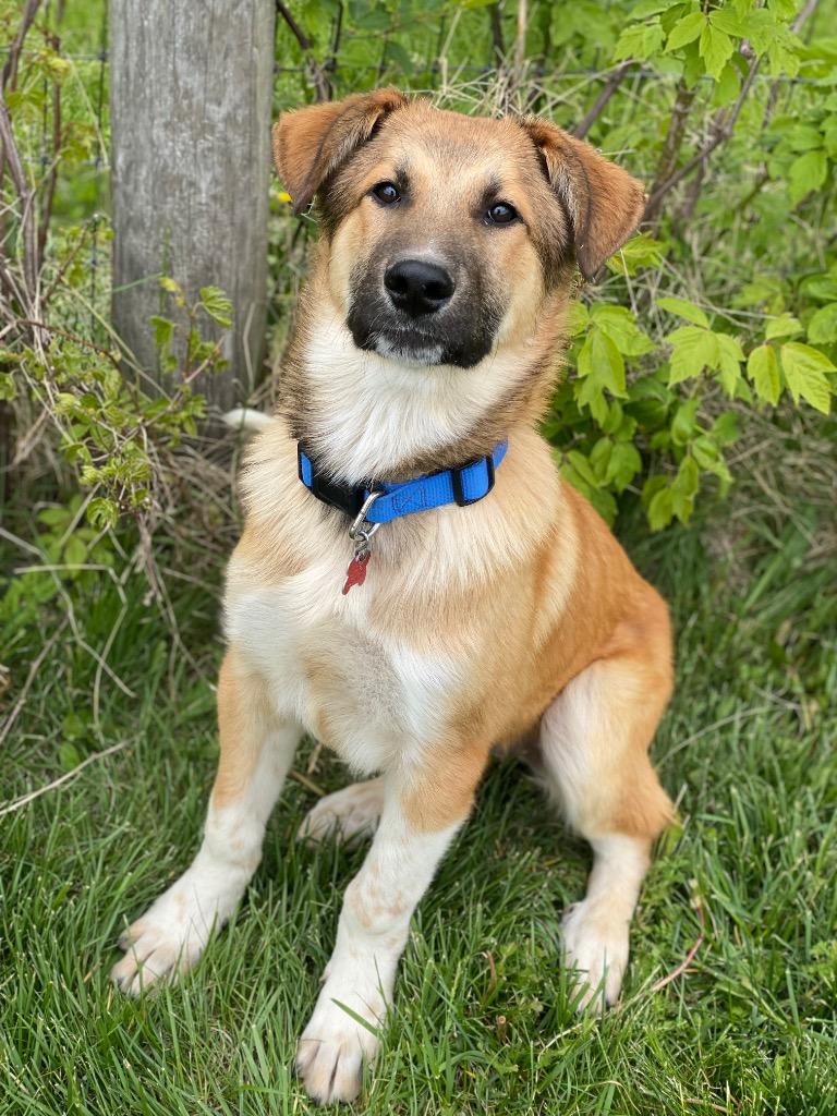 Frankie, Adoptable, Puppy Male Great Pyrenees & German Shepherd Dog.