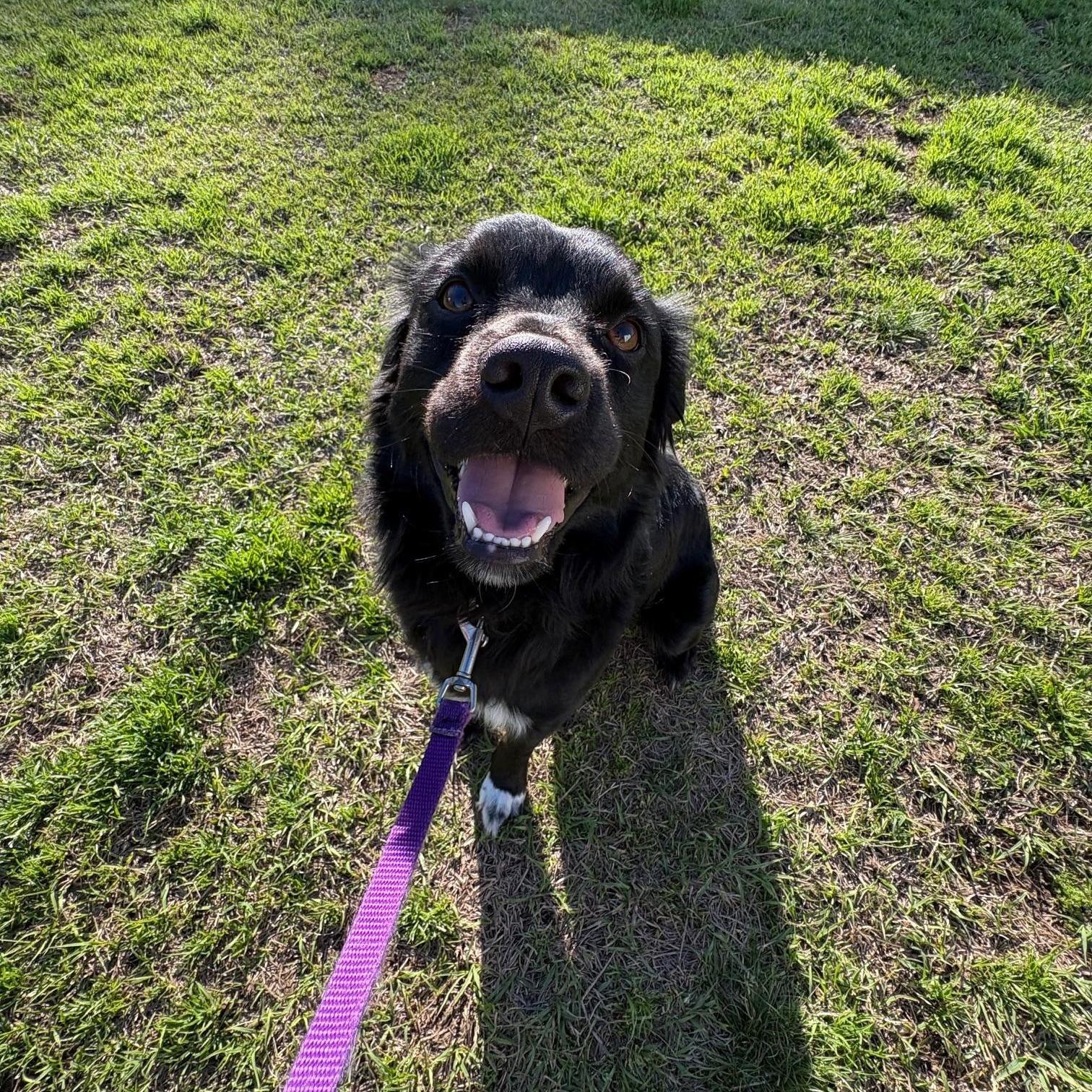 Enlarge Ducky, an adopted mixed breed in Waxhaw, NC image 3/6