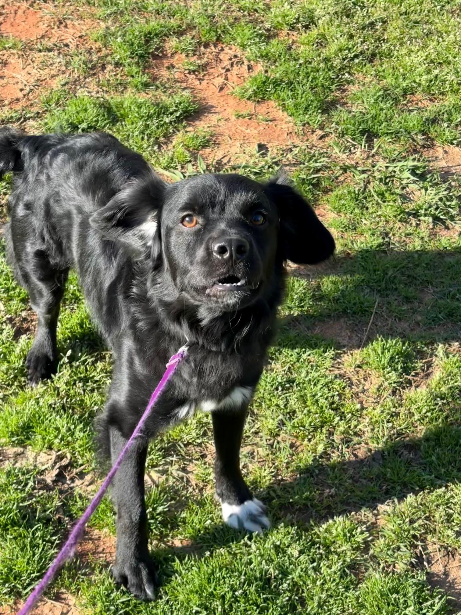 Enlarge Ducky, an adopted mixed breed in Waxhaw, NC image 5/6