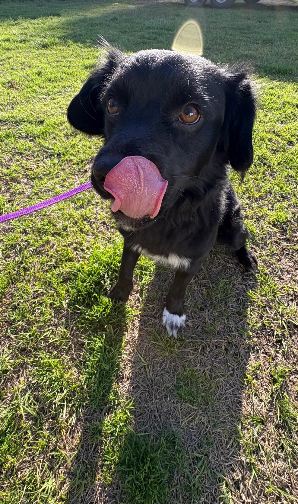 Enlarge Ducky, an adopted mixed breed in Waxhaw, NC image 6/6