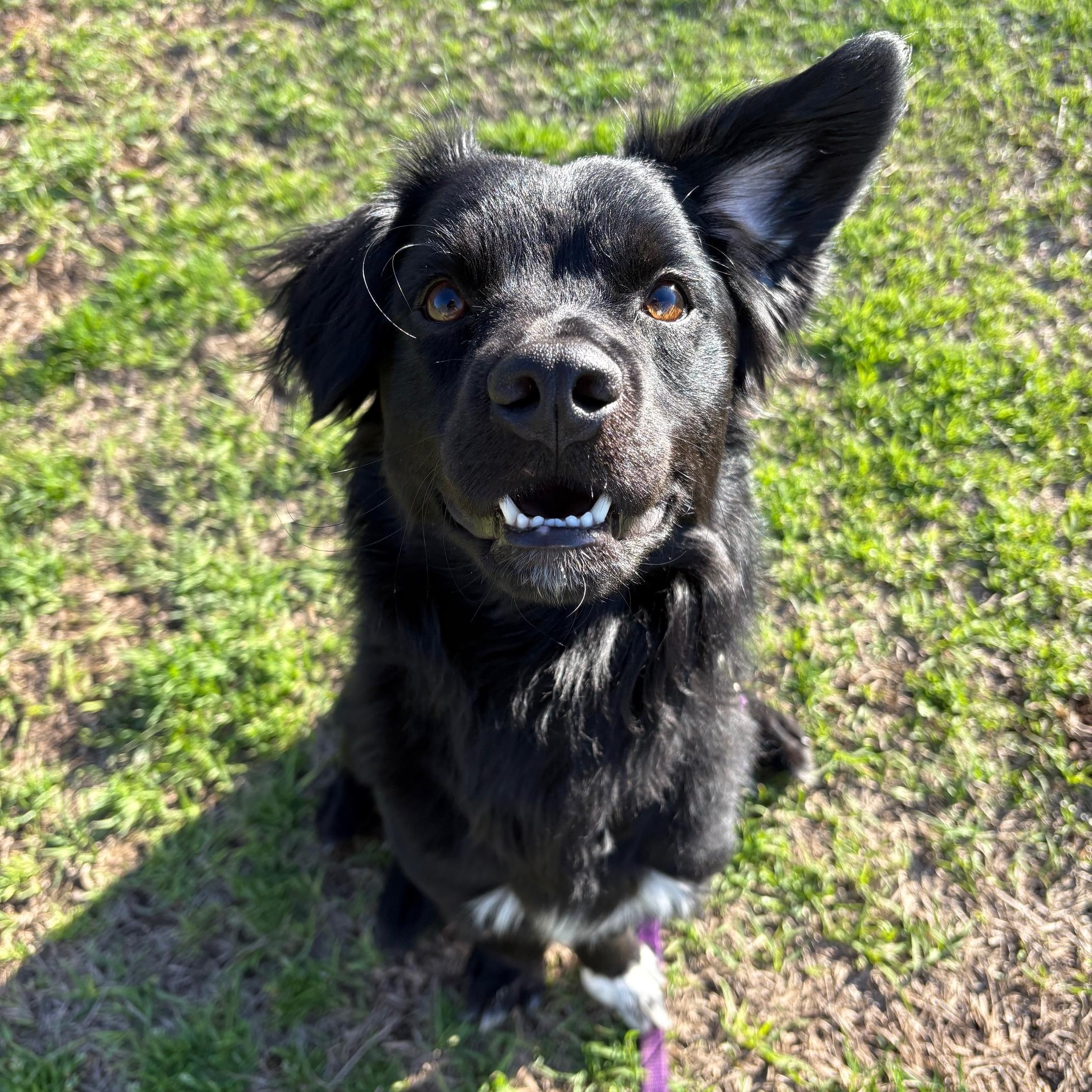 Enlarge Ducky, an adopted mixed breed in Waxhaw, NC image 4/6