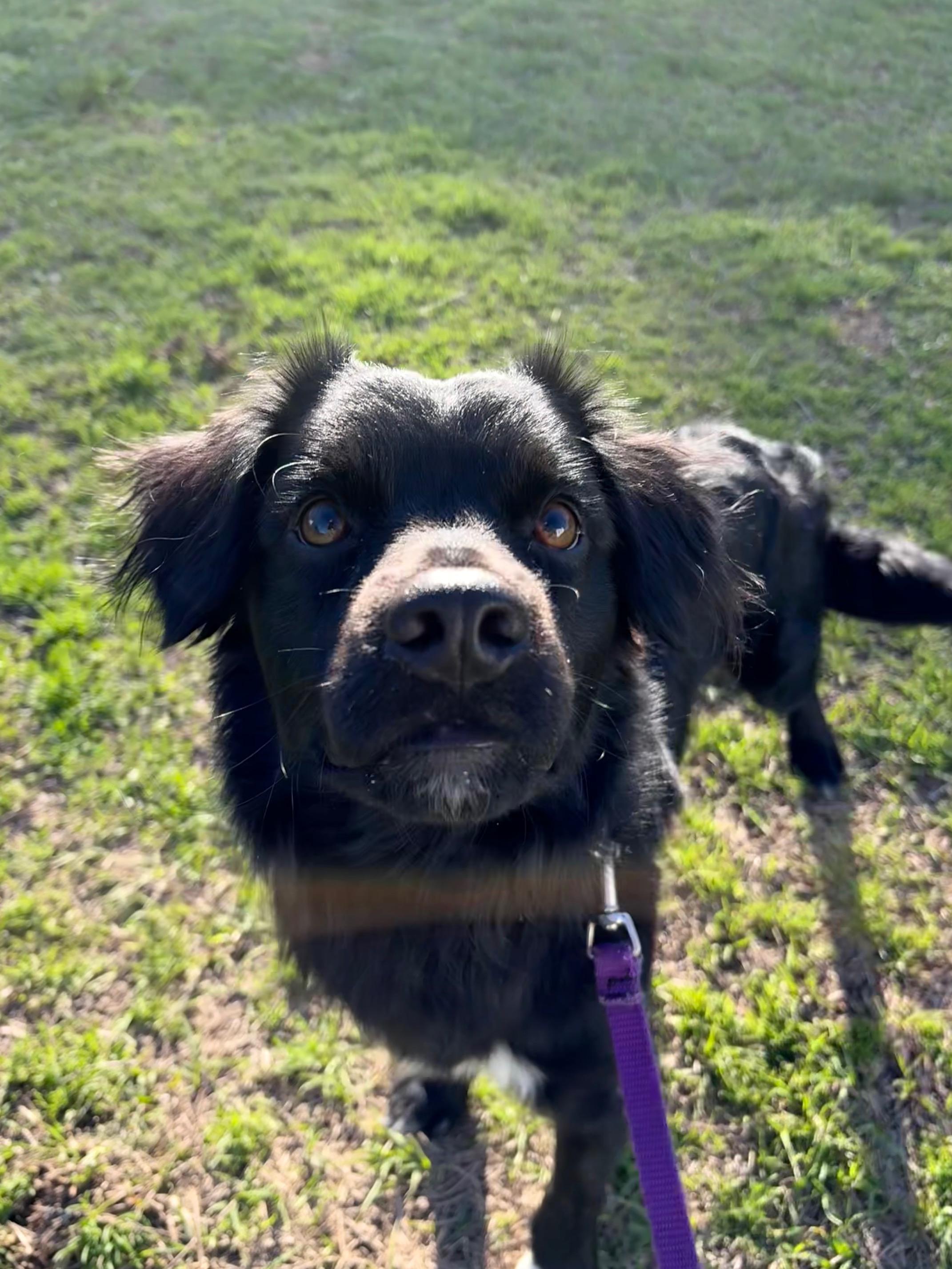 Enlarge Ducky, an adopted mixed breed in Waxhaw, NC image 1/6