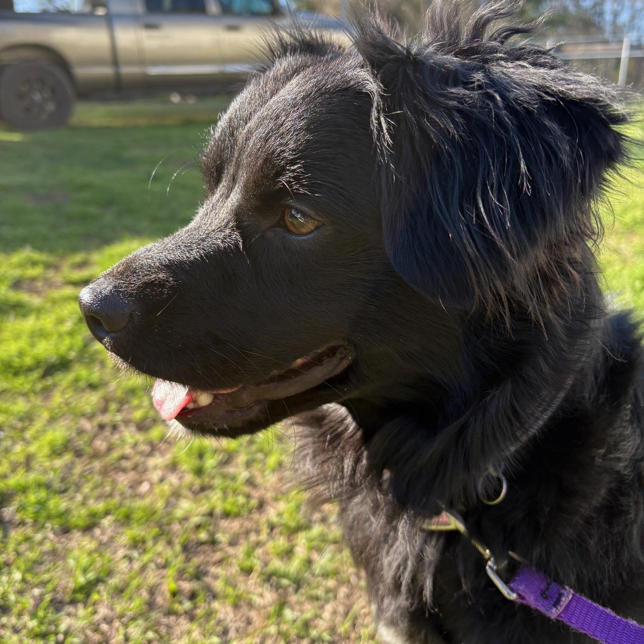 Enlarge Ducky, an adopted mixed breed in Waxhaw, NC image 2/6
