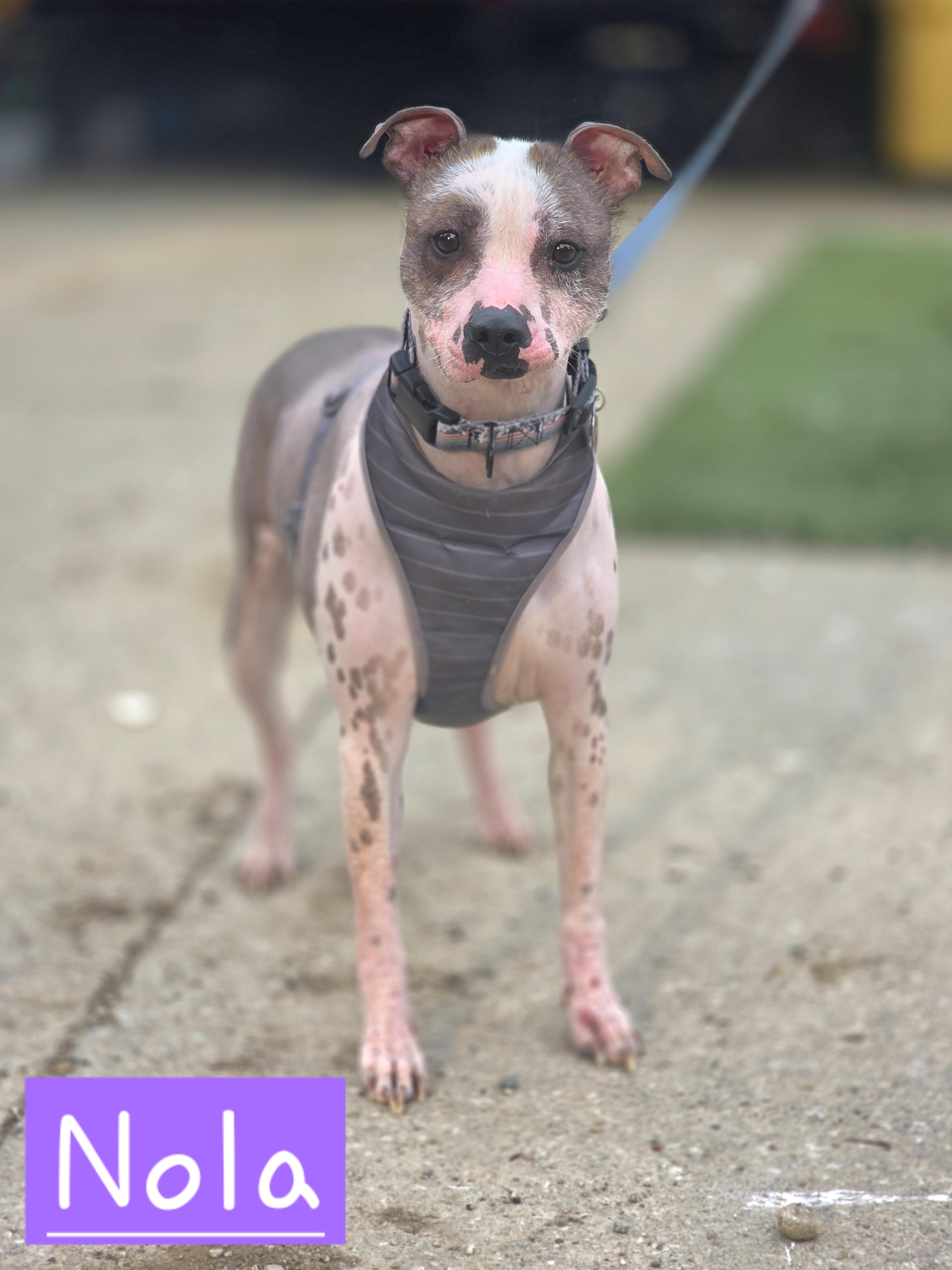 Nola, adopted, Adult Female Xoloitzcuintli / Mexican Hairless.