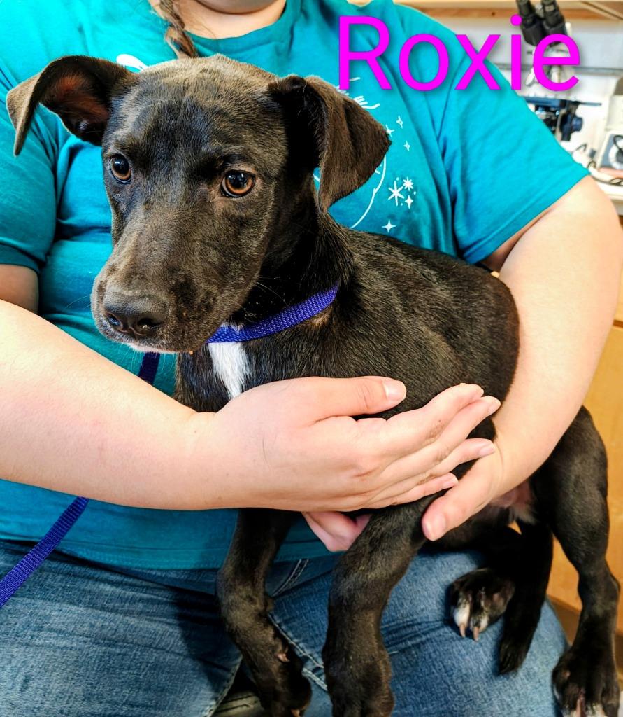 Enlarge Roxie, a Adoptable Staffordshire Bull Terrier in Mena, AR image 1/1