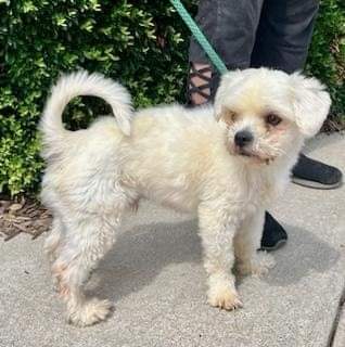 Enlarge Carter, a Adoptable Lhasa Apso in Ladson, SC image 3/5