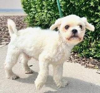 Enlarge Carter, a Adoptable Lhasa Apso in Ladson, SC image 1/5