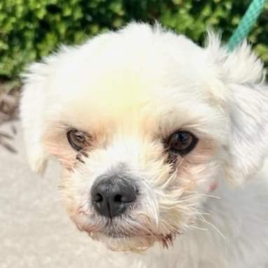 Enlarge Carter, a Adoptable Lhasa Apso in Ladson, SC image 4/5
