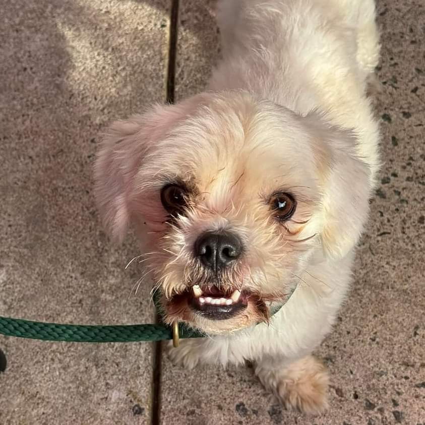 Enlarge Carter, a Adoptable Lhasa Apso in Ladson, SC image 5/5