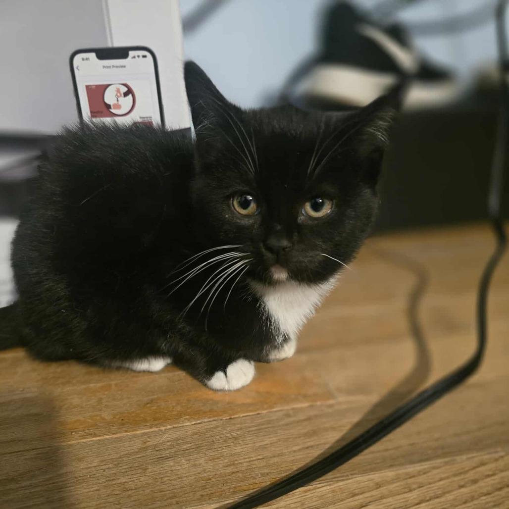 Minnie, Adoptable, Kitten Female Domestic Short Hair.