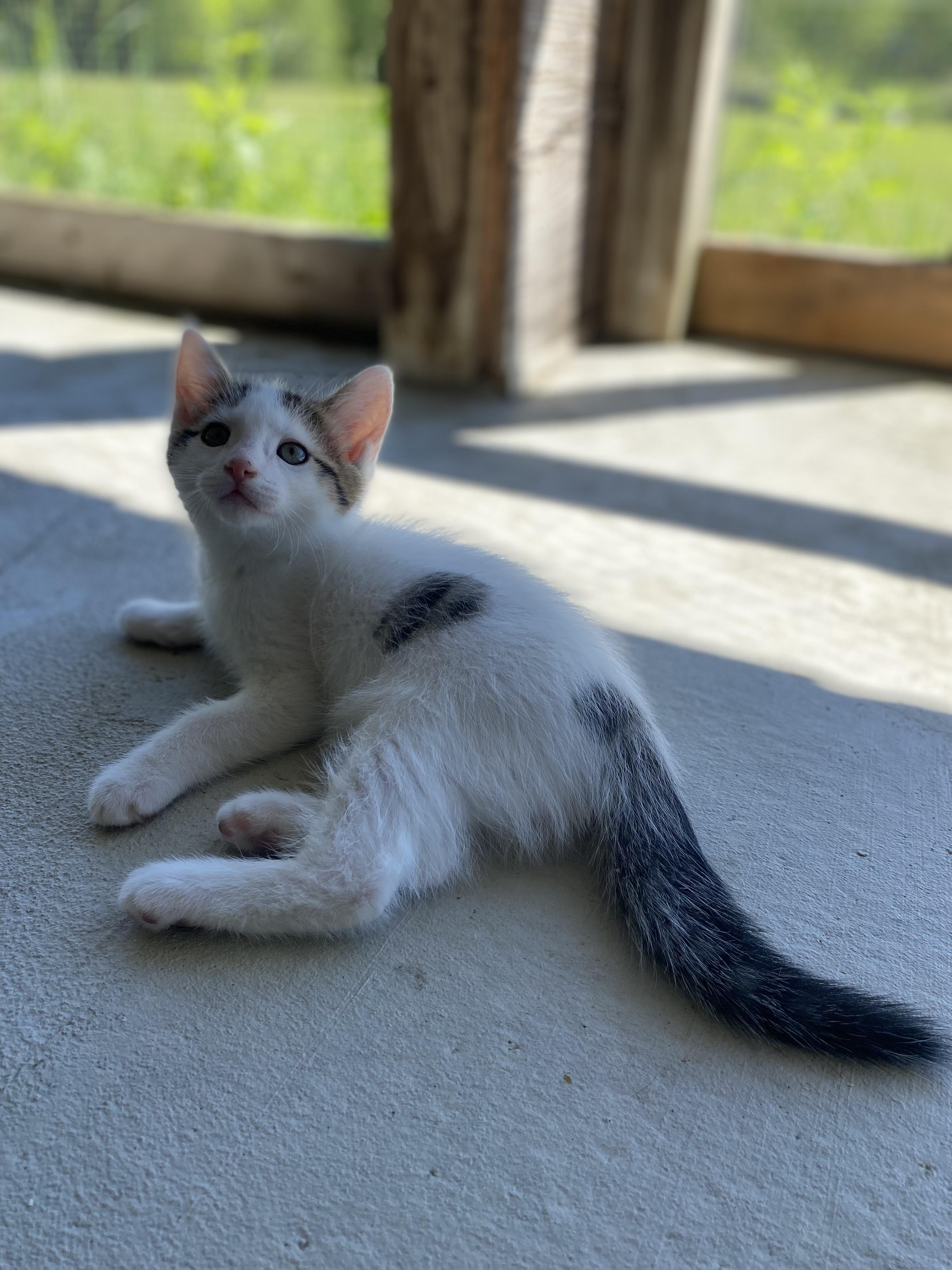 Enlarge Beta, a Adoptable Domestic Short Hair in Dansville, NY image 2/3