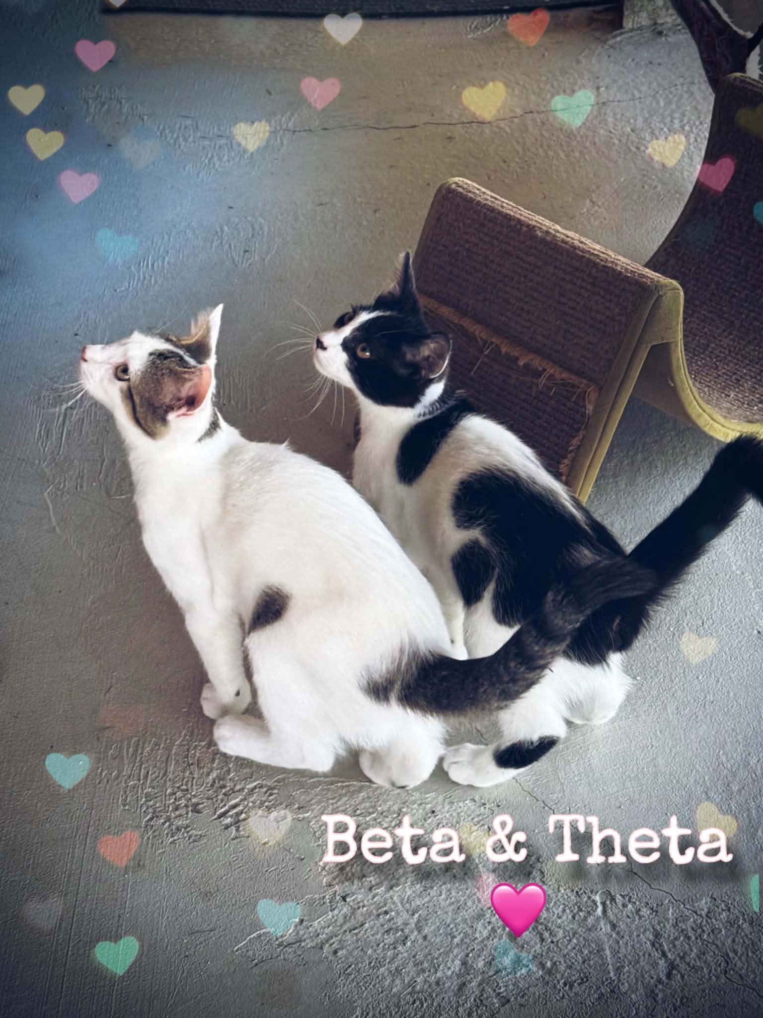 Beta, Adoptable, Kitten Male Domestic Short Hair.