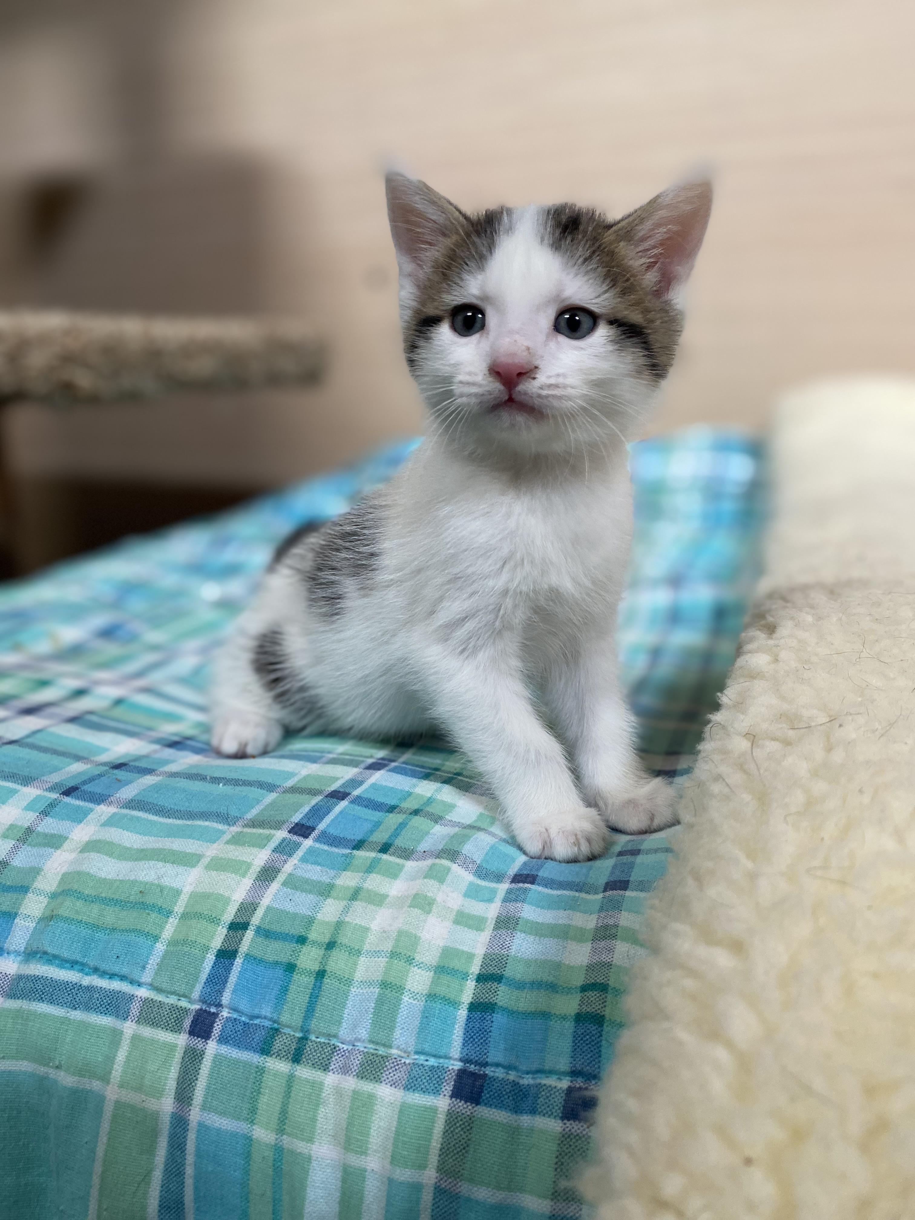 Enlarge Beta, a Adoptable Domestic Short Hair in Dansville, NY image 3/3