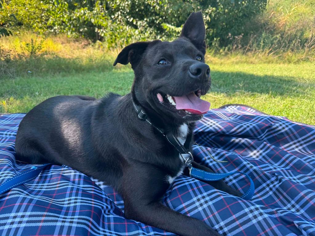 Tracker, Adoptable, Young Male Cattle Dog.