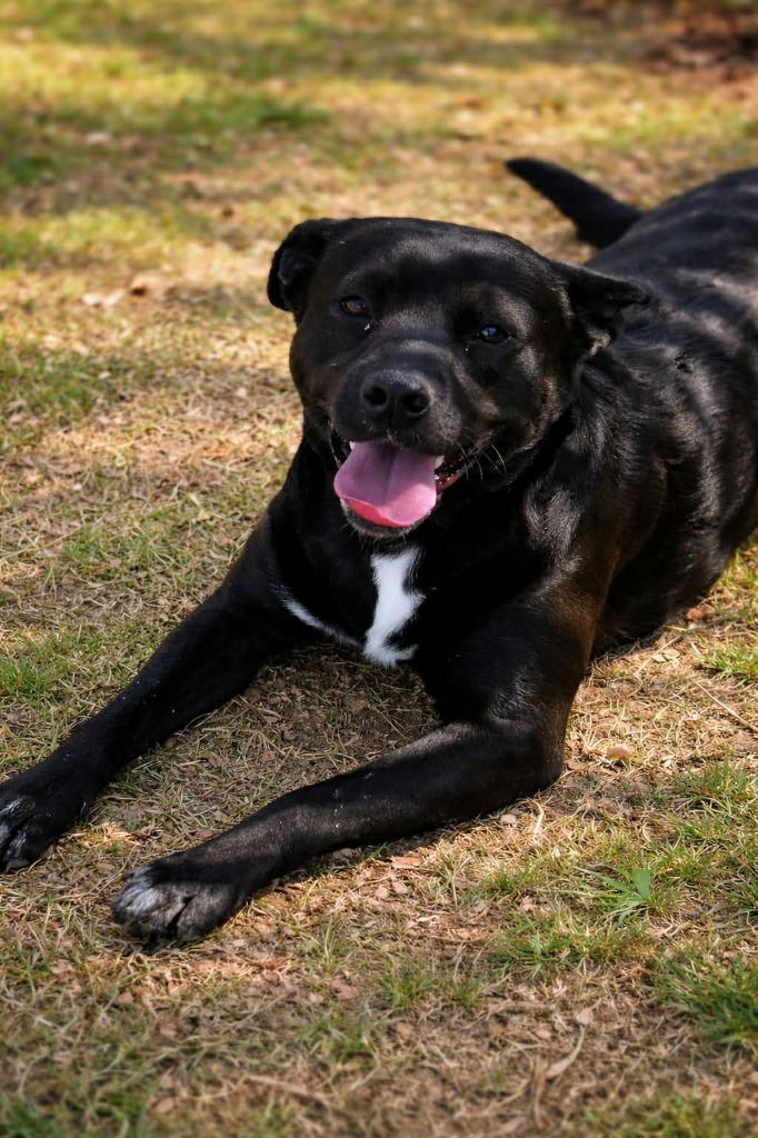 Tracker, Adoptable, Young Male Labrador Retriever.