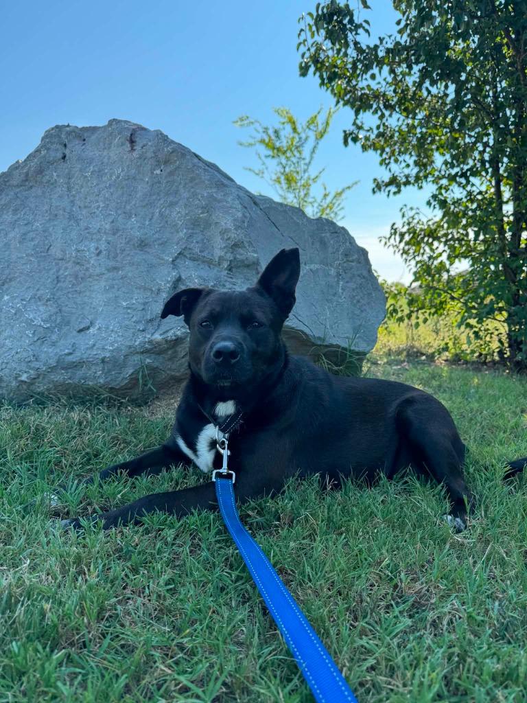 Enlarge Tracker, a Adoptable mixed breed in East Ridge, TN image 2/6