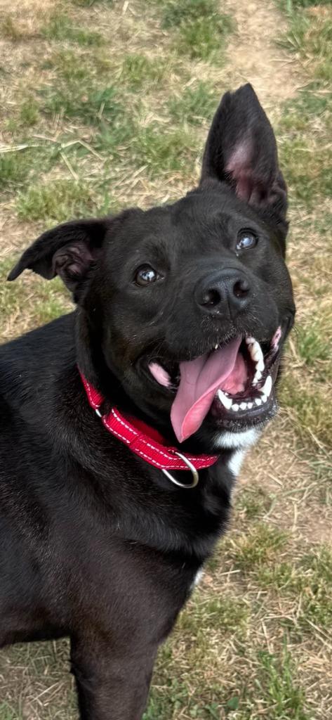 Tracker, a Adoptable mixed breed in East Ridge, TN image 3/6