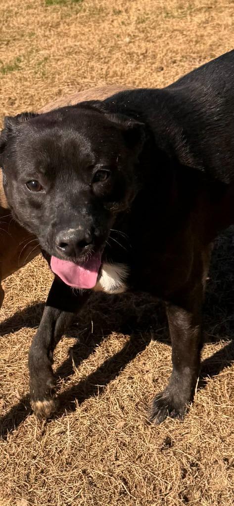 Enlarge Tracker, a Adoptable mixed breed in East Ridge, TN image 2/3